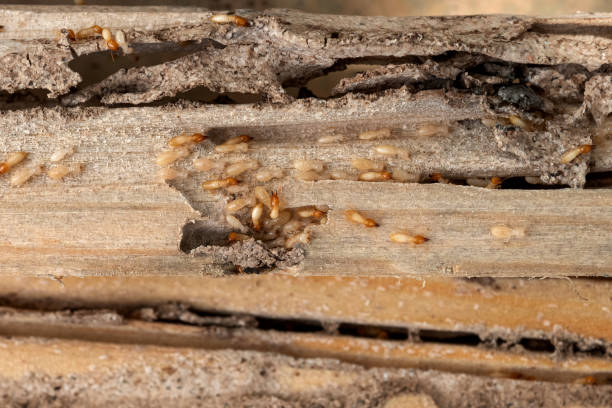 Best Pest Prevention Services  in Mohnton, PA